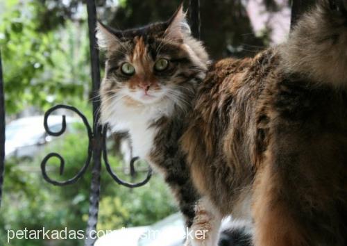 köpük Dişi Maine Coon