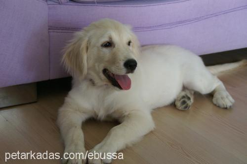 hera Dişi Golden Retriever