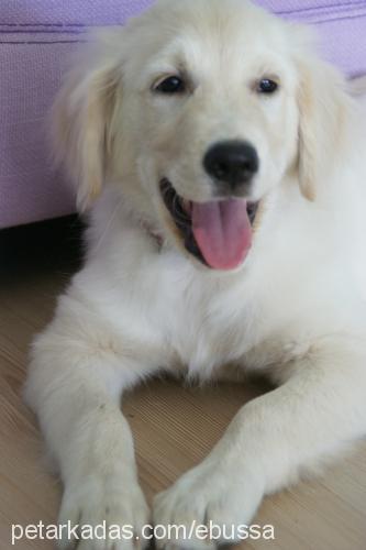 hera Dişi Golden Retriever