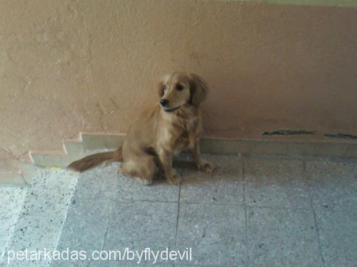 fıstık Dişi Golden Retriever