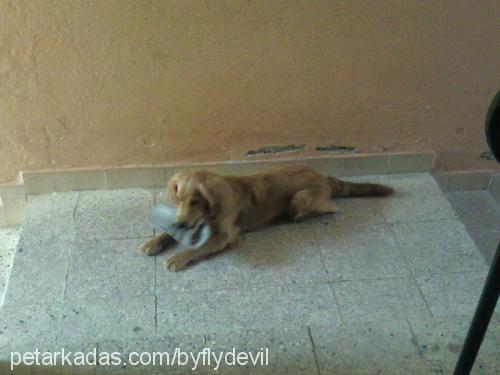 fıstık Dişi Golden Retriever