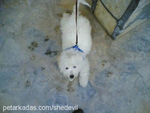 goofy Erkek West Highland White Terrier