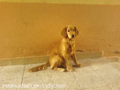 fıstık Dişi Golden Retriever