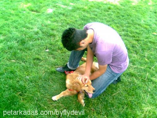 fıstık Dişi Golden Retriever