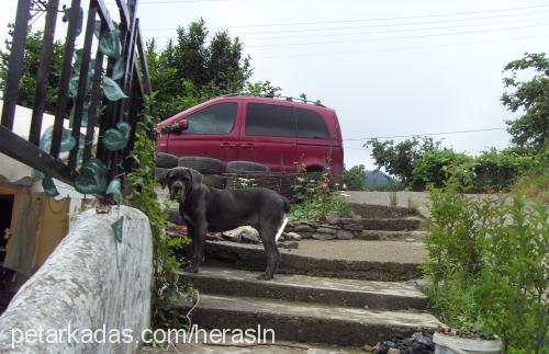 lex Dişi Napoliten Mastiff