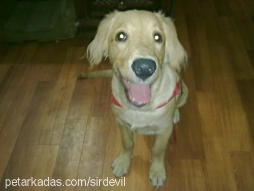 daisy Dişi Golden Retriever