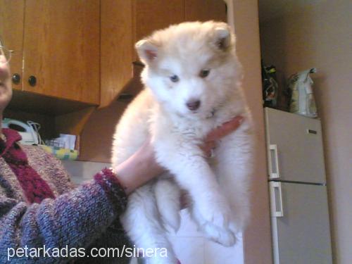 chakra Dişi Alaskan Malamute