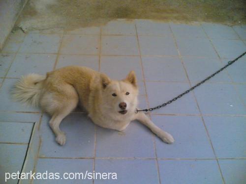 chakra Dişi Alaskan Malamute