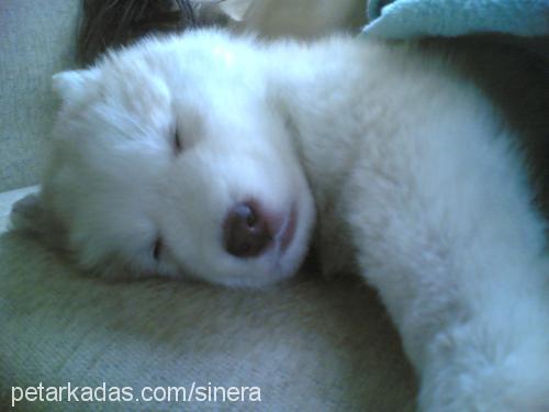 chakra Dişi Alaskan Malamute