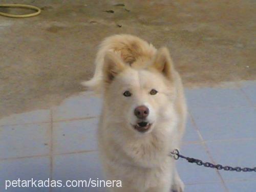 chakra Dişi Alaskan Malamute