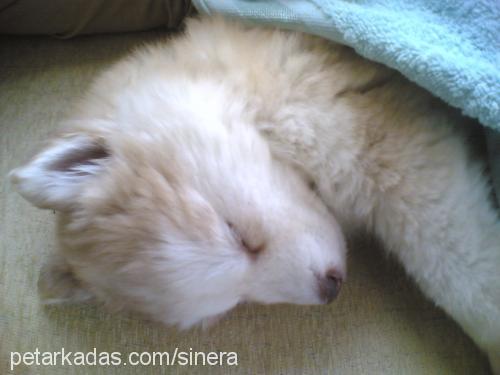 chakra Dişi Alaskan Malamute