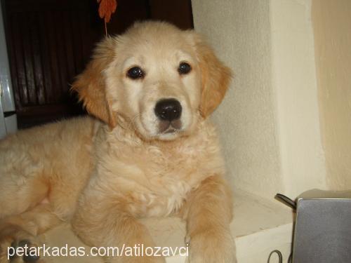 nazlı Dişi Golden Retriever