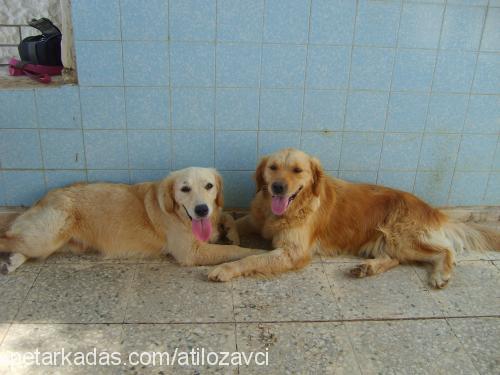 nazlı Dişi Golden Retriever