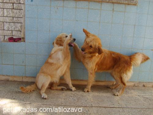 nazlı Dişi Golden Retriever