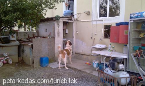 toro Erkek St. Bernard (Saint Bernard)