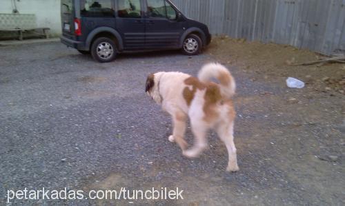 toro Erkek St. Bernard (Saint Bernard)