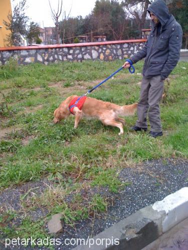 fondip Erkek Golden Retriever