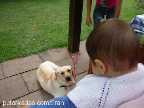 lawin Dişi Labrador Retriever