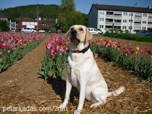 lawin Dişi Labrador Retriever