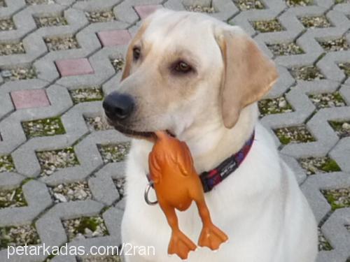 lawin Dişi Labrador Retriever