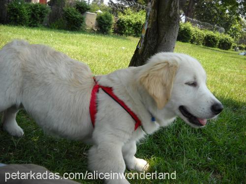 alice Dişi Golden Retriever