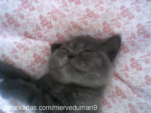 duman Erkek British Shorthair