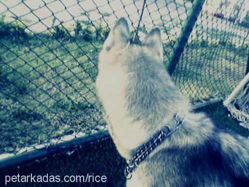 rice-rays Erkek Alaskan Malamute