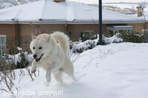 yuri Erkek Samoyed