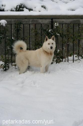 yuri Erkek Samoyed