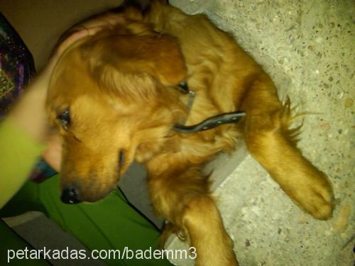 karamel Dişi Golden Retriever