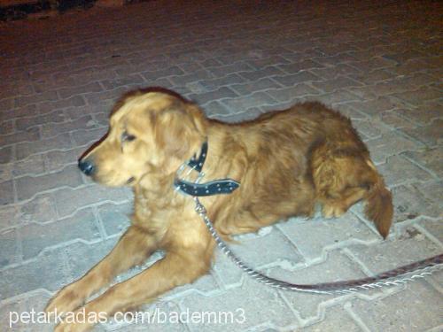 karamel Dişi Golden Retriever