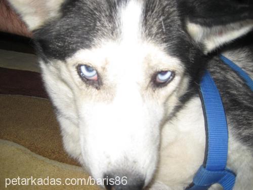 paşam Dişi Sibirya Kurdu (Husky)