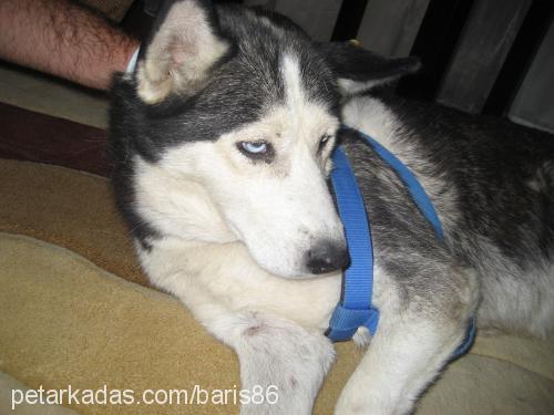 paşam Dişi Sibirya Kurdu (Husky)