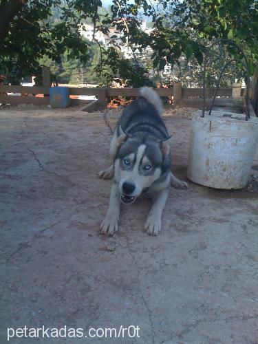 lucky Erkek Sibirya Kurdu (Husky)