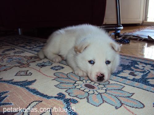 blue Erkek Sibirya Kurdu (Husky)