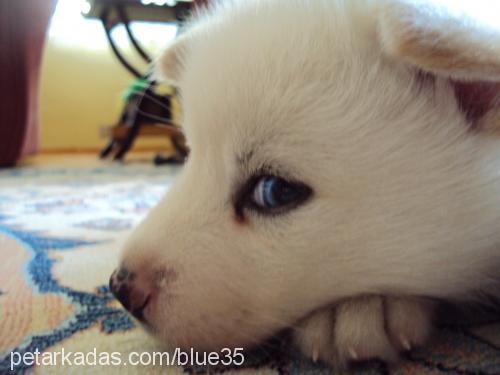 blue Erkek Sibirya Kurdu (Husky)