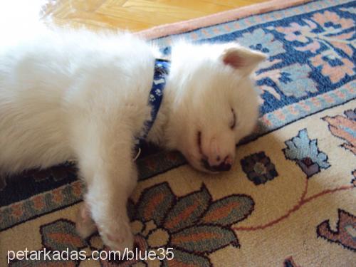 blue Erkek Sibirya Kurdu (Husky)