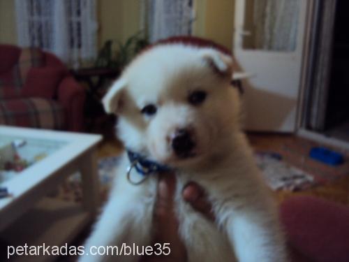 blue Erkek Sibirya Kurdu (Husky)