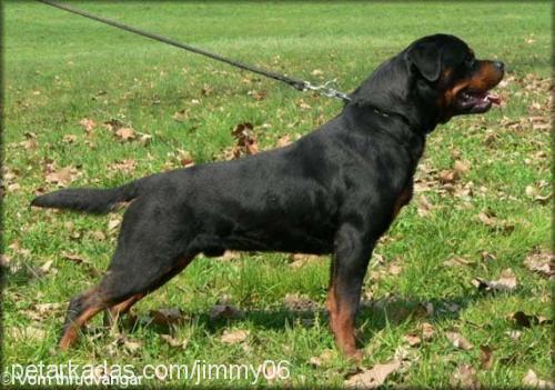 gino Erkek Rottweiler