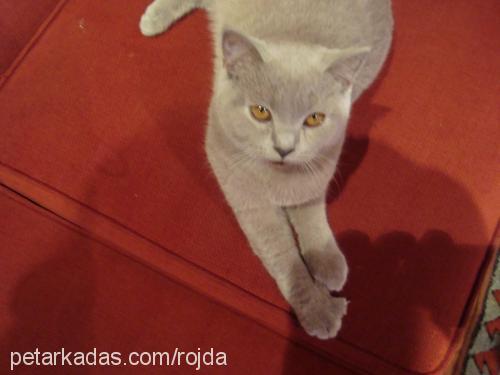 rojda Dişi British Shorthair