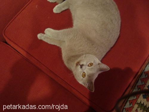 rojda Dişi British Shorthair