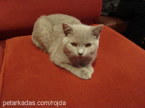 rojda Dişi British Shorthair