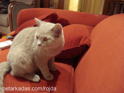 rojda Dişi British Shorthair