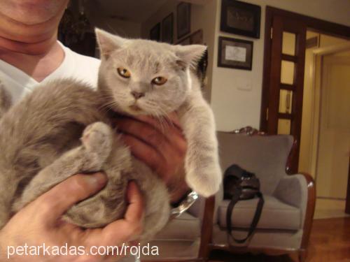 rojda Dişi British Shorthair