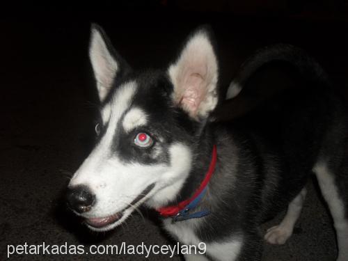 lady Dişi Sibirya Kurdu (Husky)