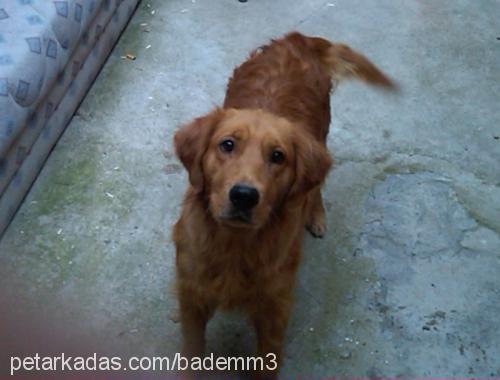 karamel Dişi Golden Retriever