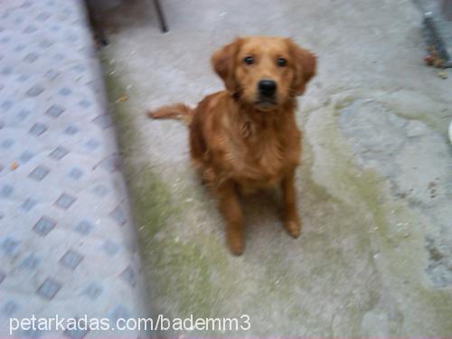 karamel Dişi Golden Retriever