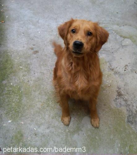 karamel Dişi Golden Retriever