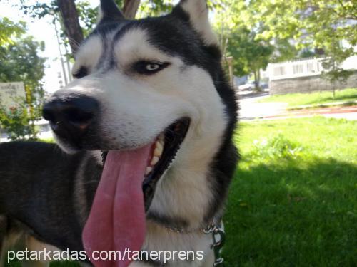 prens Erkek Sibirya Kurdu (Husky)