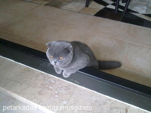 gümüş Dişi Scottish Fold